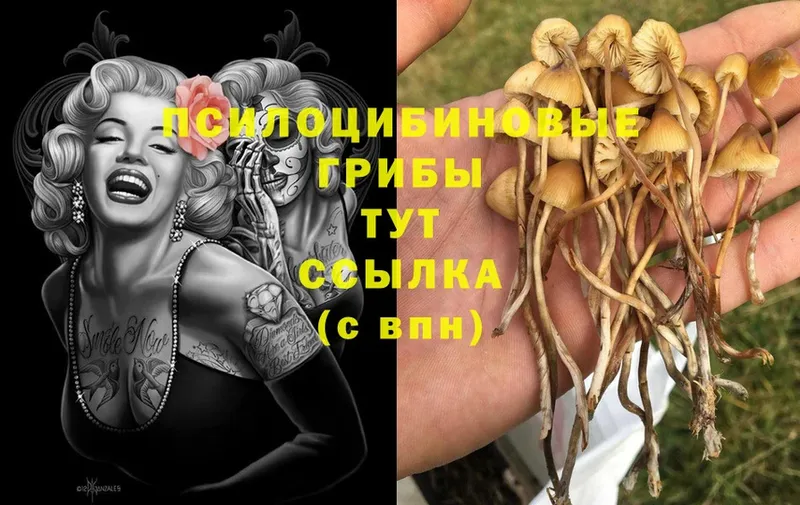 Псилоцибиновые грибы MAGIC MUSHROOMS  купить закладку  Братск 